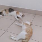 31433fe0326a4d14a02b8e65818b3aa5